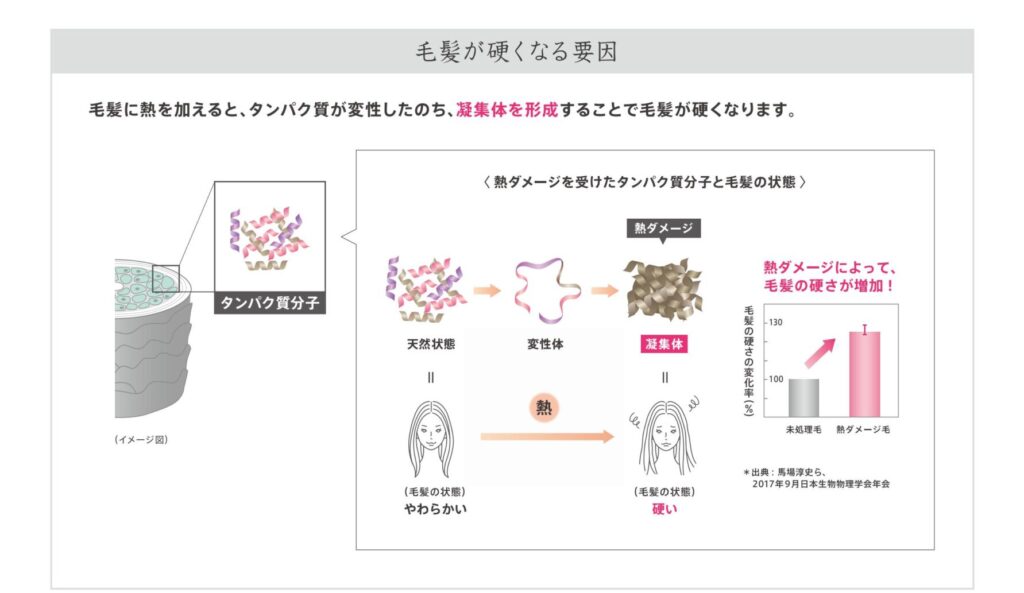 アイロンやブローの熱で毛髪内部のタンパク質が凝集し髪が硬くなる仕組み