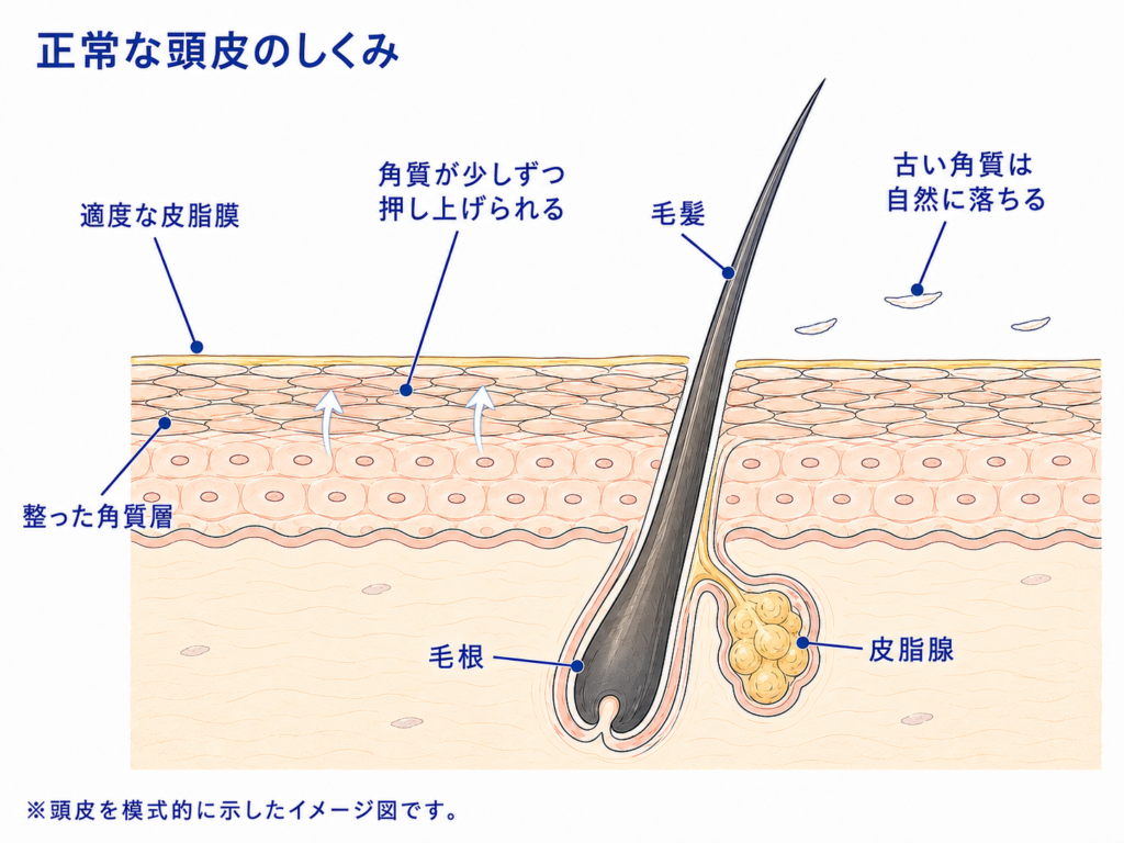 適度な皮脂膜と整った角質層を保ち古い角質が自然に落ちる正常な頭皮のしくみ