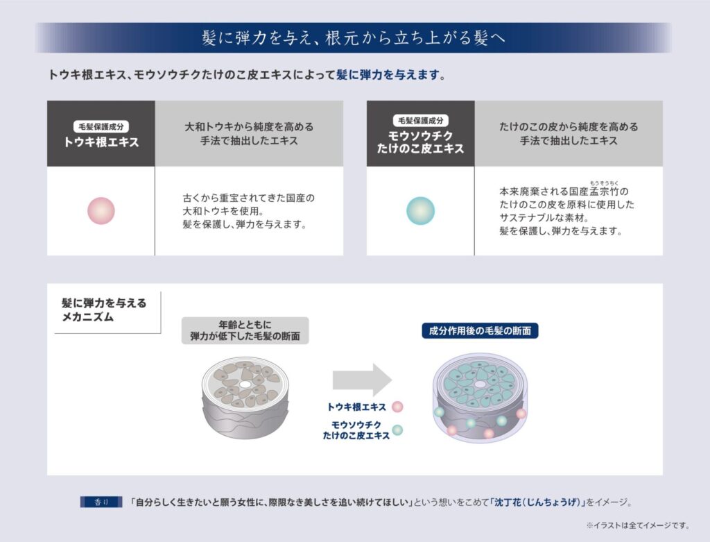 トウキ根エキスとモウソウチクたけのこ皮エキスが髪を保護して弾力を与えるプレセディアの仕組み