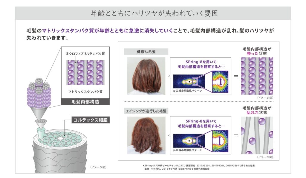 健康毛と年齢によりマトリックスタンパク質が失われた髪の内部構造を比較したオージュア ディオーラム資料