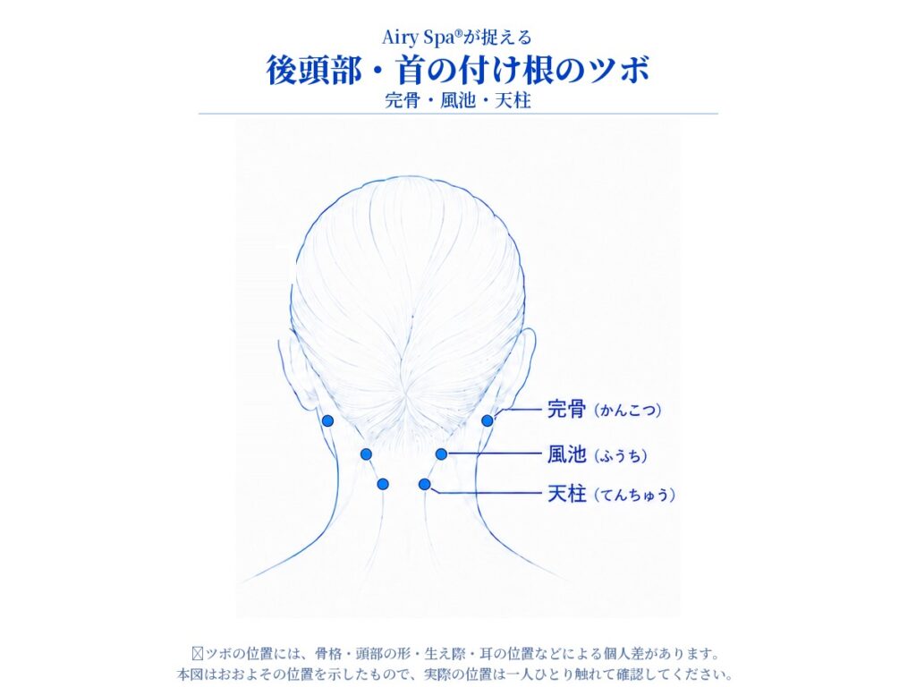 完骨・風池・天柱のおおよその位置を後ろから示した後頭部・首の付け根のツボ図