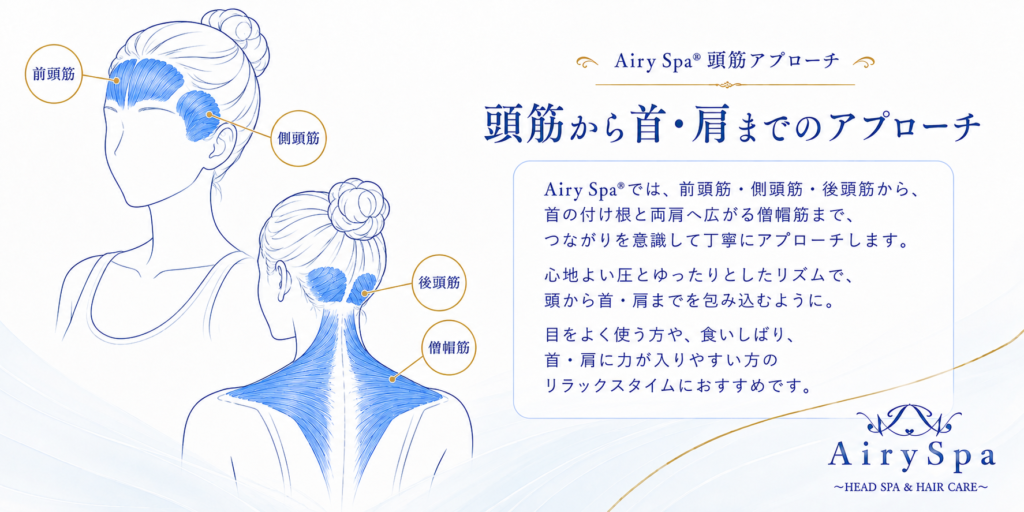 前頭筋・側頭筋・後頭筋から僧帽筋までを示したAiry Spaヘッドスパの頭筋図解