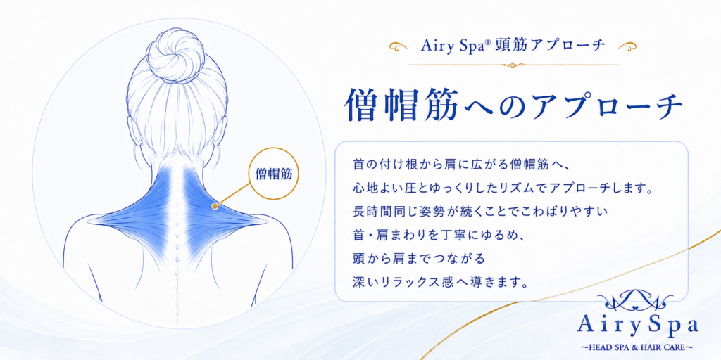 首の付け根から両肩へ広がる上部僧帽筋を青色で示した解説図