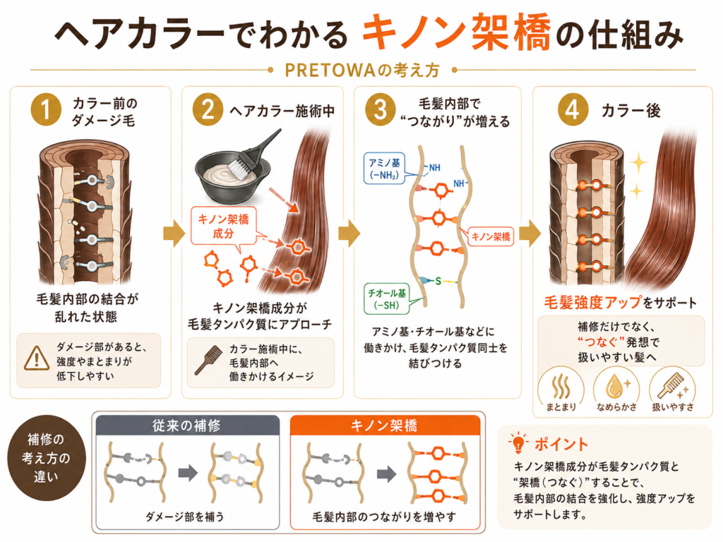 プレトワのキノン架橋で毛髪タンパク質同士のつながりを増やし毛髪強度を高める仕組み