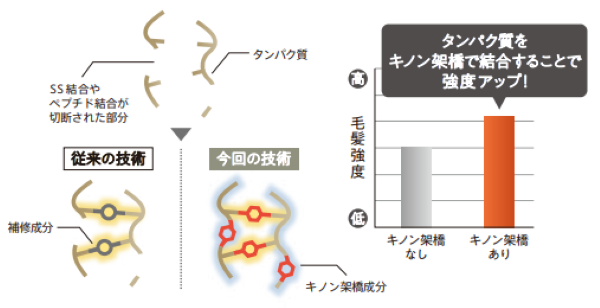 キノン架橋によって毛髪内部のタンパク質をつなぐ仕組み②