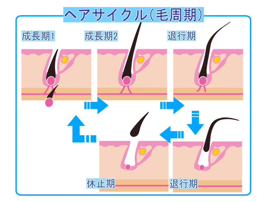 成長期・退行期・休止期からなる毛髪サイクルの図解